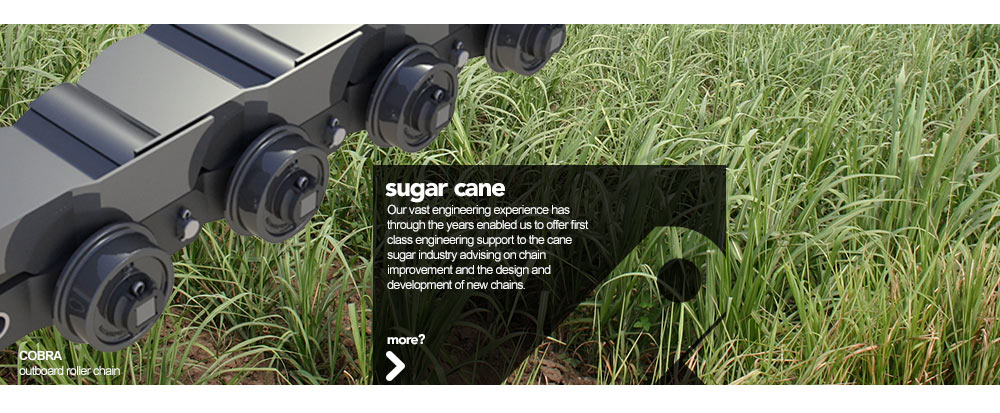sugar cane